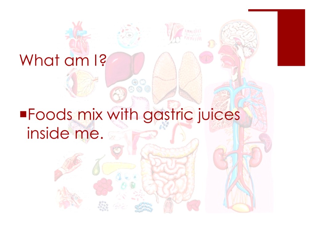 What am I? Foods mix with gastric juices inside me.